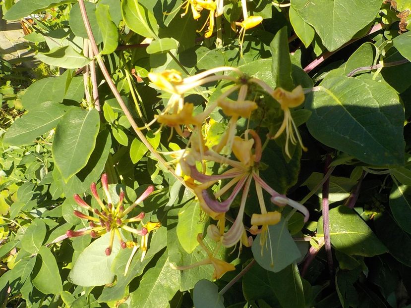  - lonicera
