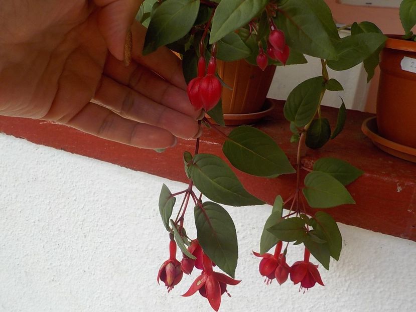  - fuchsii