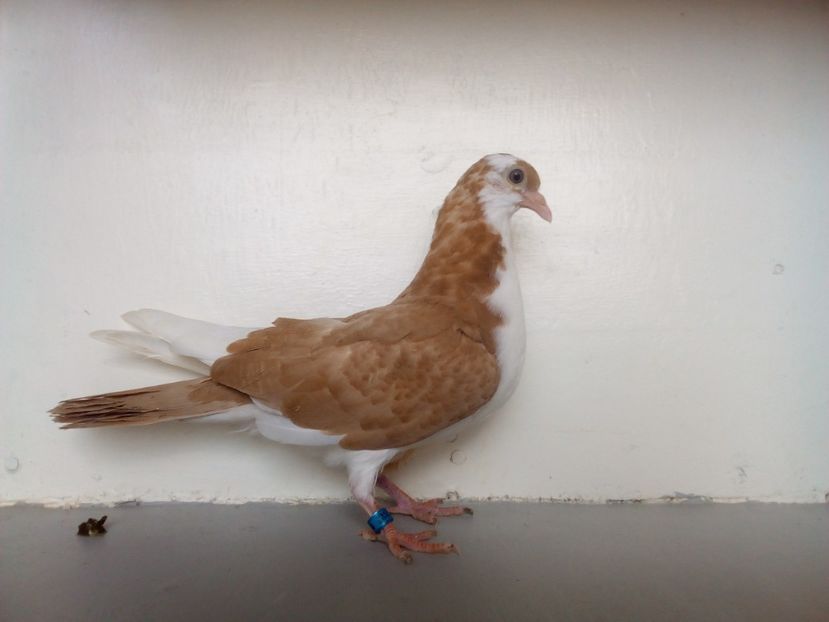 pierdut - PUISORI 2019