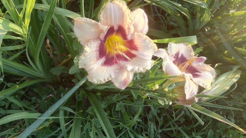  - 2019 Hemerocallisi