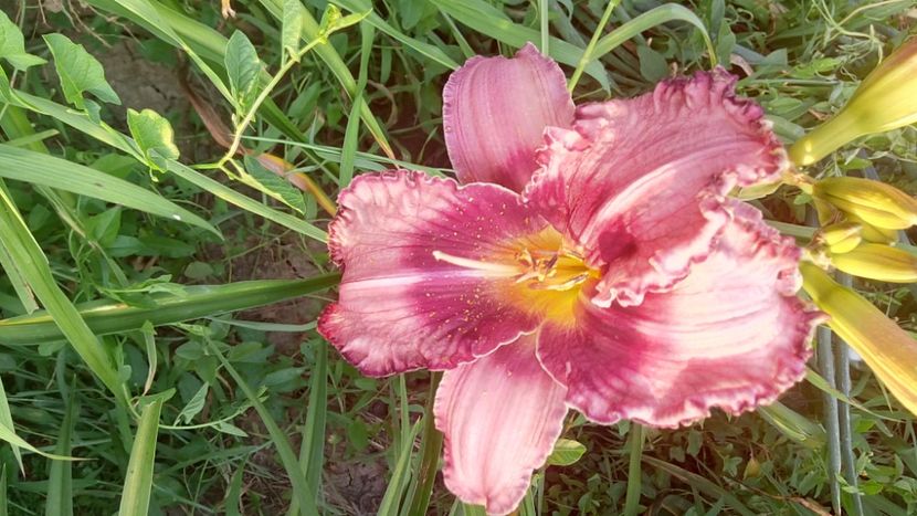  - 2019 Hemerocallisi