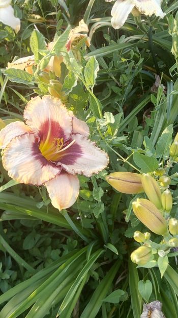  - 2019 Hemerocallisi