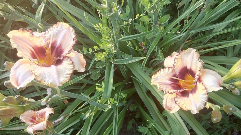  - 2019 Hemerocallisi