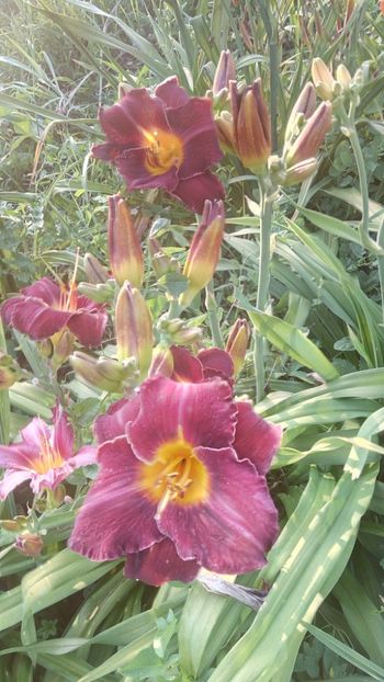  - 2019 Hemerocallisi