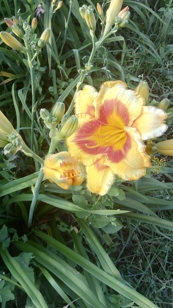  - 2019 Hemerocallisi