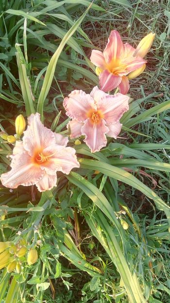  - 2019 Hemerocallisi