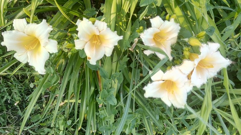  - 2019 Hemerocallisi