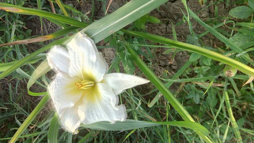  - 2019 Hemerocallisi