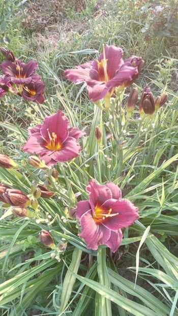  - 2019 Hemerocallisi