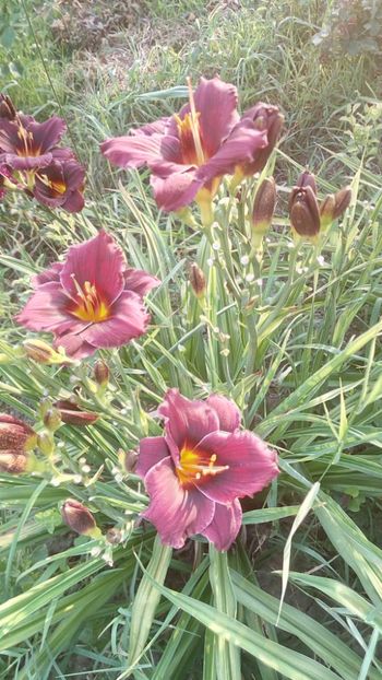  - 2019 Hemerocallisi