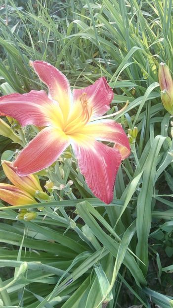  - 2019 Hemerocallisi