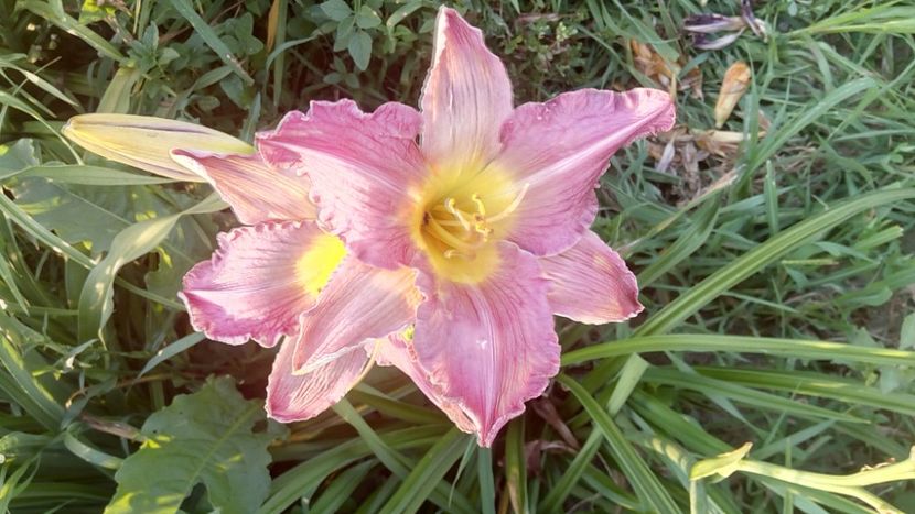  - 2019 Hemerocallisi