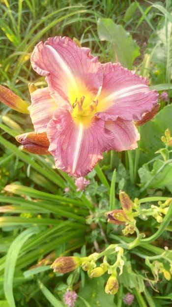  - 2019 Hemerocallisi