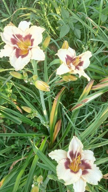  - 2019 Hemerocallisi