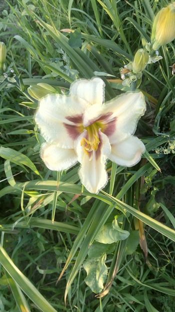  - 2019 Hemerocallisi