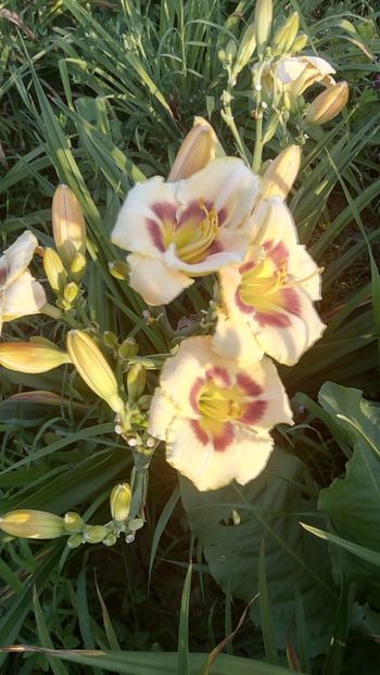  - 2019 Hemerocallisi