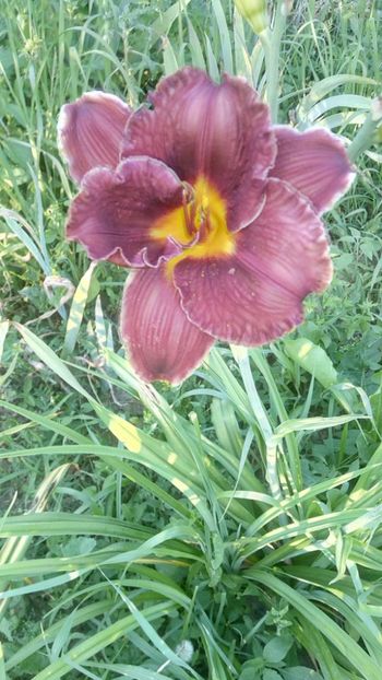  - 2019 Hemerocallisi