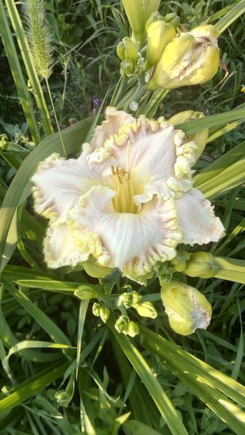  - 2019 Hemerocallisi