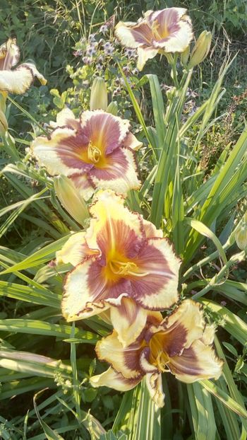  - 2019 Hemerocallisi