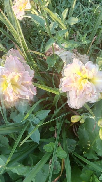  - 2019 Hemerocallisi