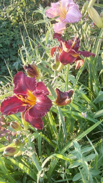  - 2019 Hemerocallisi