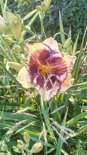  - 2019 Hemerocallisi