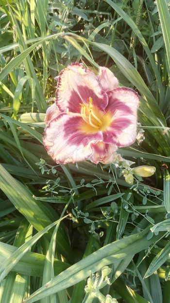  - 2019 Hemerocallisi