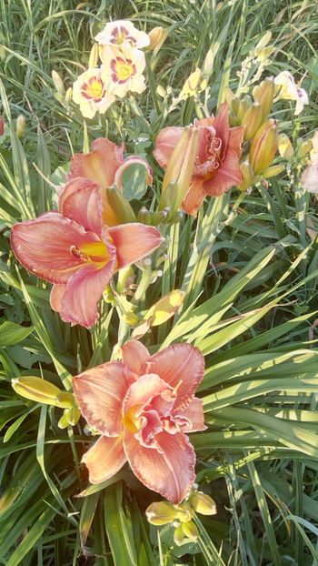  - 2019 Hemerocallisi