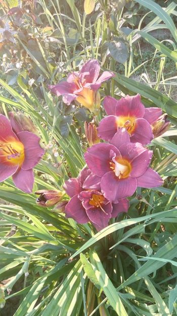  - 2019 Hemerocallisi