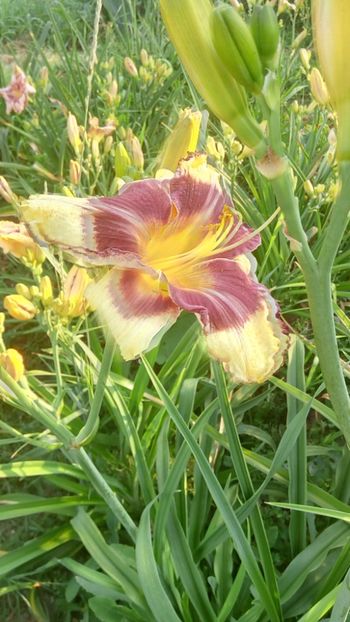  - 2019 Hemerocallisi