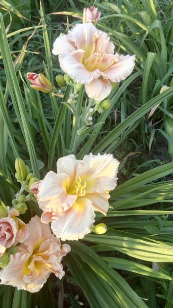  - 2019 Hemerocallisi