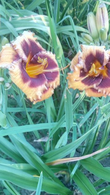  - 2019 Hemerocallisi