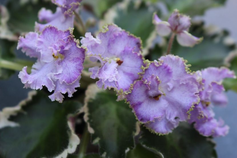 N-Charoit - N - Charoit