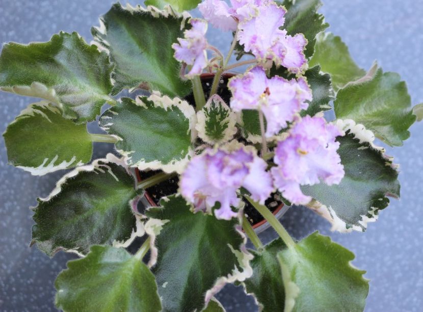 N-Charoit - N - Charoit