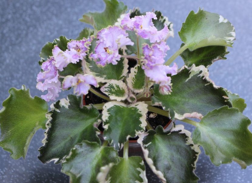 N-Charoit - N - Charoit