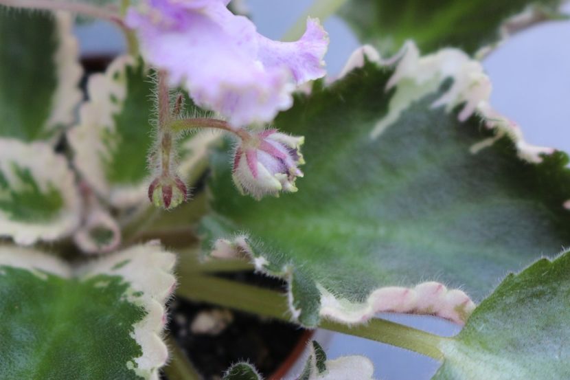 N-Charoit - N - Charoit