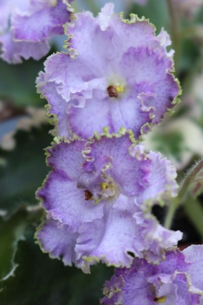 N-Charoit - N - Charoit