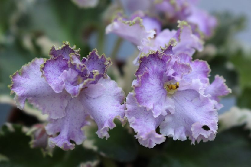 N-Charoit - N - Charoit