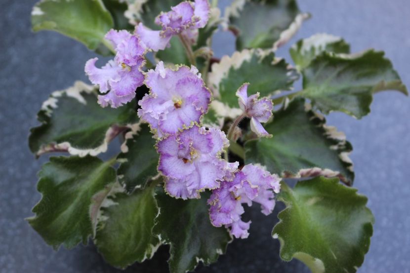 N-Charoit - N - Charoit