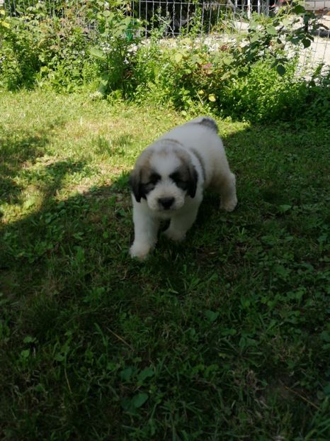  - Ciobănesc romanesc mioritic 2019