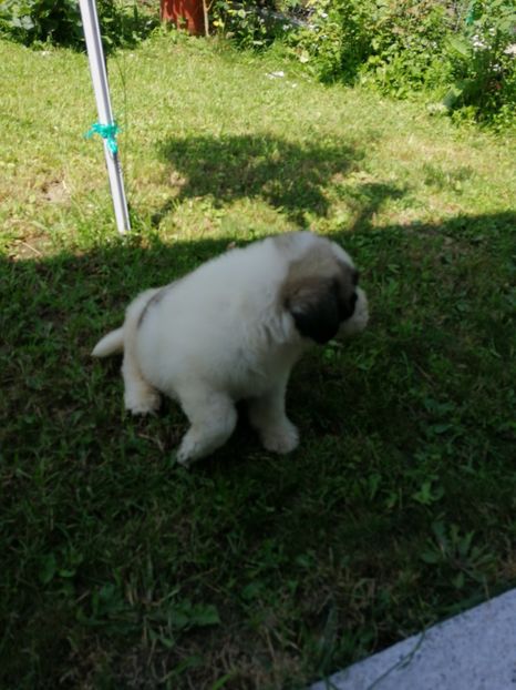  - Ciobănesc romanesc mioritic 2019