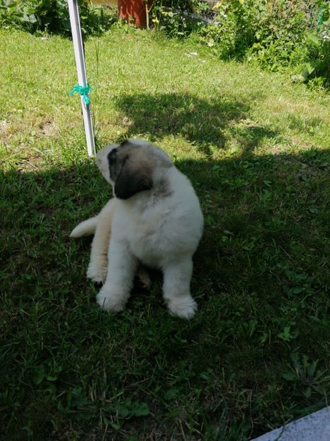  - Ciobănesc romanesc mioritic 2019