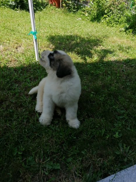  - Ciobănesc romanesc mioritic 2019