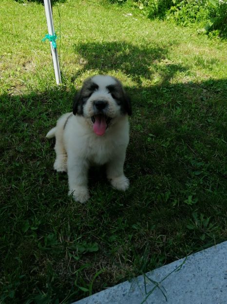  - Ciobănesc romanesc mioritic 2019