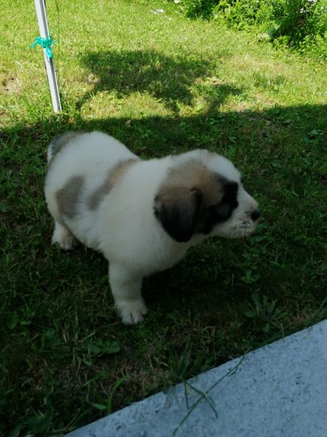  - Ciobănesc romanesc mioritic 2019