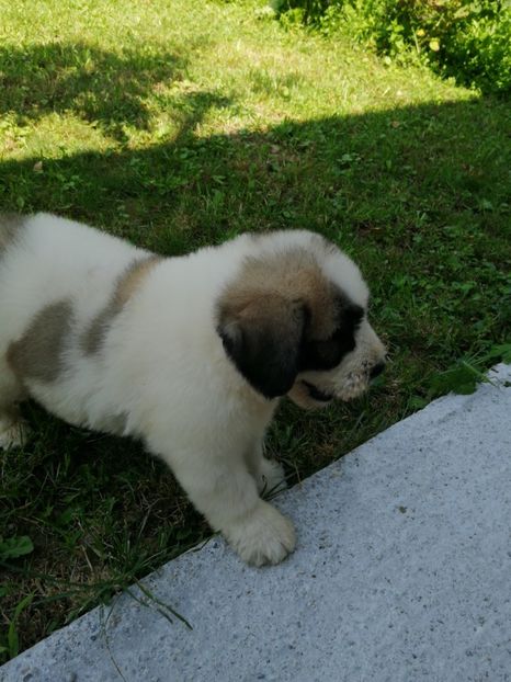  - Ciobănesc romanesc mioritic 2019