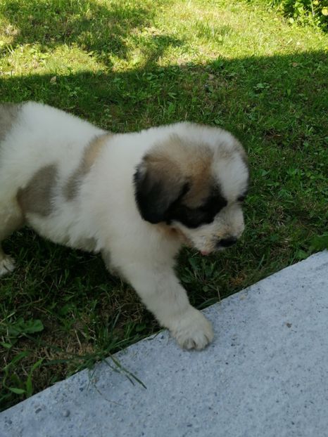  - Ciobănesc romanesc mioritic 2019