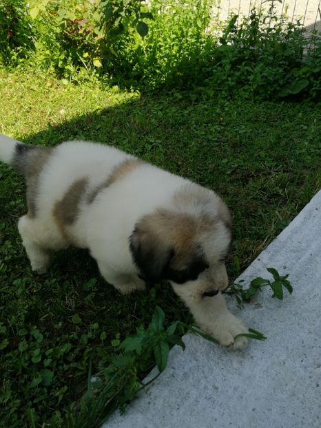  - Ciobănesc romanesc mioritic 2019