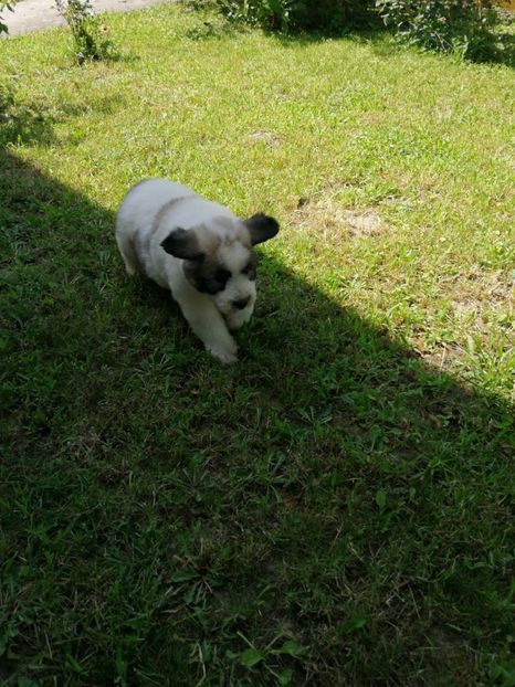  - Ciobănesc romanesc mioritic 2019