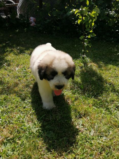  - Ciobănesc romanesc mioritic 2019